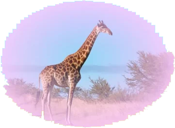 africa