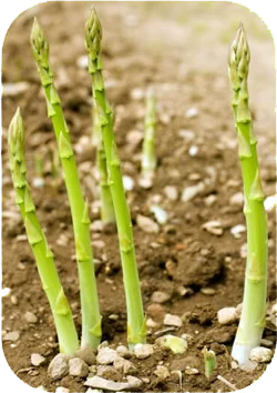 asparagus