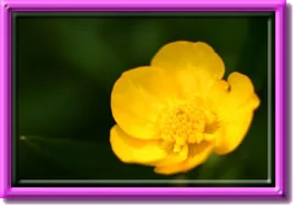 buttercup for a love spell