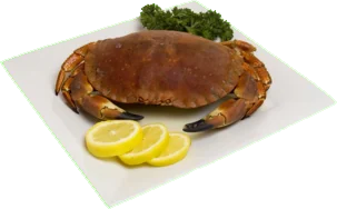 cancer crab