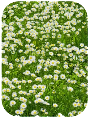 daisy lawn