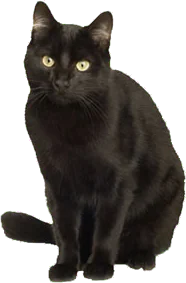 doris the cat