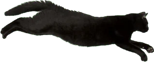 flying cat