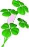 4 leaf clovers