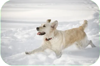 happy dog