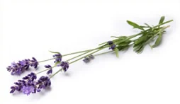 love spell using lavender