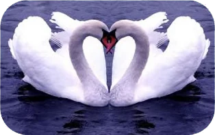 love swans