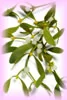 mistletoe